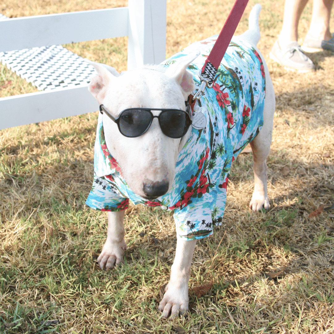 Pooch a Palooza is on September 7th. Register today.