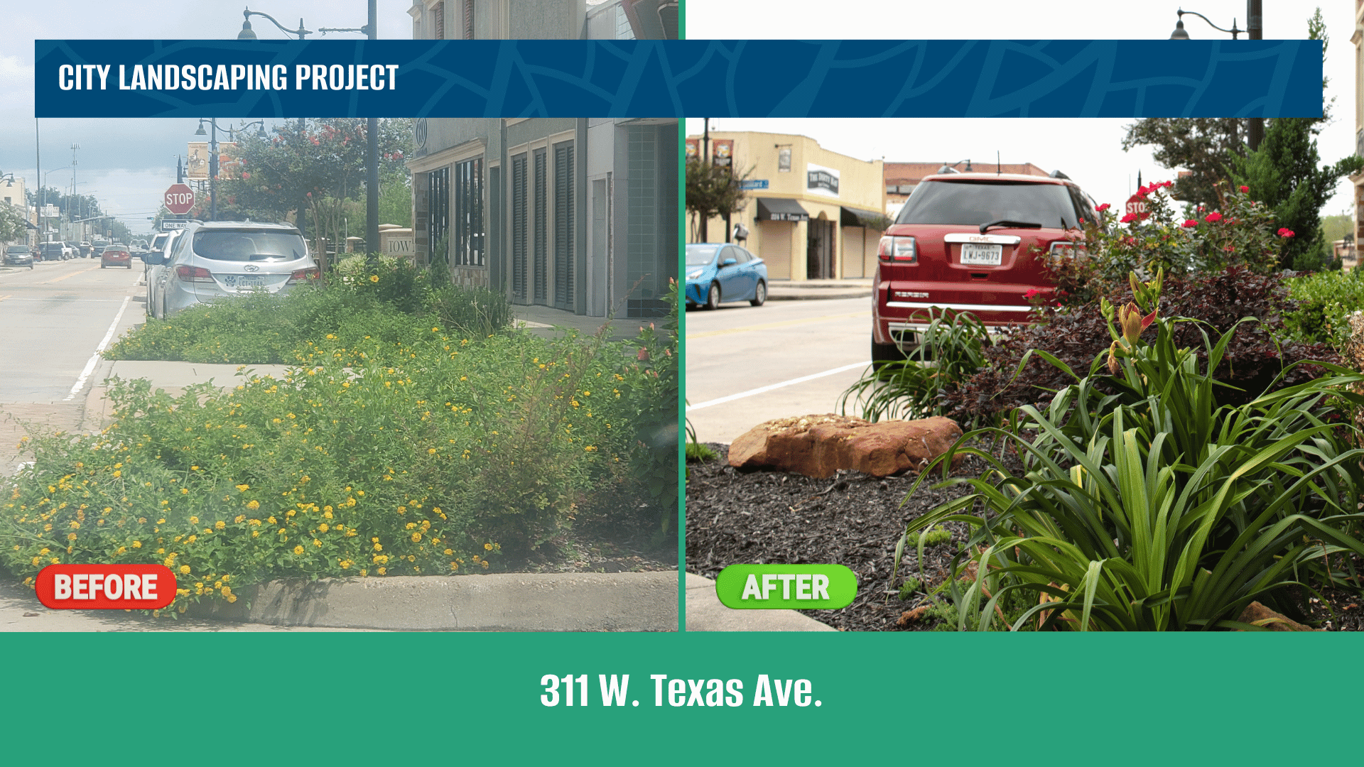 A before and after image showing landscaping work removing overgrown vegetation. 